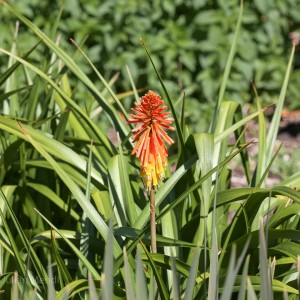 Antipodean_10__MG_0609