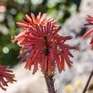 Antipodean_12__MG_0646