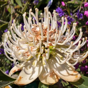 Antipodean_1__MG_0440