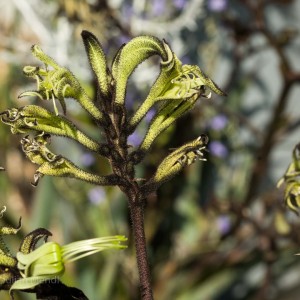 Antipodean_2__MG_0448