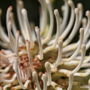 Antipodean_3__MG_0467