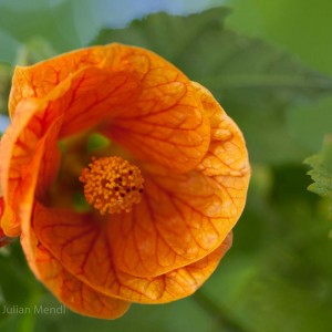 Antipodean_7__MG_0528