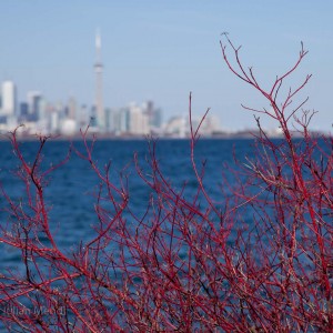 Humber_Bay_Park_6_IMG_9559