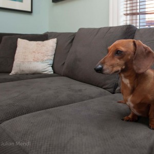 Dachsie interupting my shoot