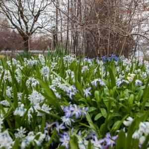 Rosetta McCain Gardens