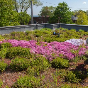 The Roof Garden at 42 Hubbard Blvd