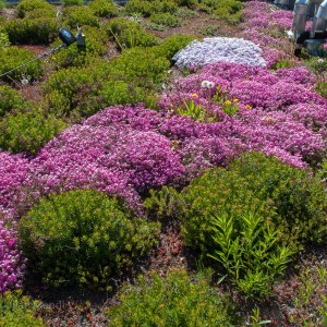 The Roof Garden at 42 Hubbard Blvd