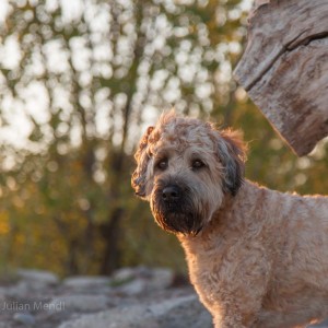 Kew Beach - Banjo's Off Leash Park