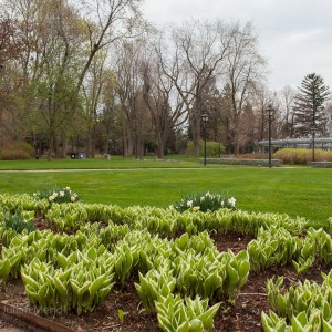 Rosetta McCain Gardens