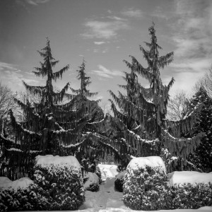 Alexander Muir Park, Toronto