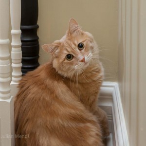 ginger_tom_2_IMG_2390