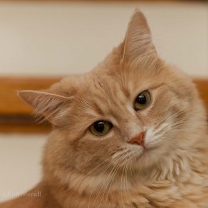 ginger_tom_3_IMG_2490