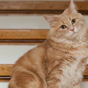 ginger_tom_4_IMG_2484