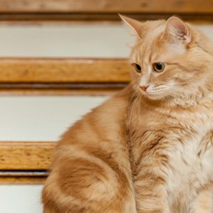 ginger_tom_5_IMG_2485