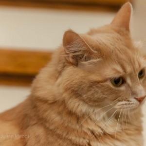 ginger_tom_6_IMG_2493