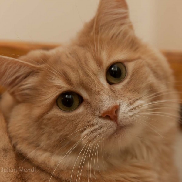 ginger_tom_7_IMG_2495