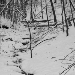 glen_stewart_ravine_12__MG_4354
