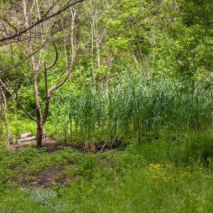 glen_stewart_ravine_4_IMG_3584