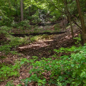 glen_stewart_ravine_5_IMG_3593