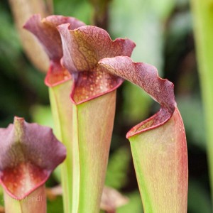 macro_flowers_10_CRW_2631