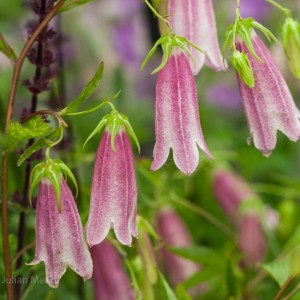 macro_flowers_11_CRW_2573