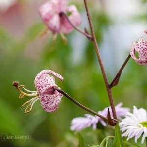 macro_flowers_12_CRW_2586