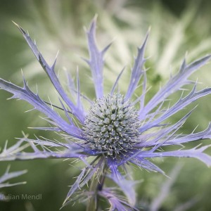 macro_flowers_13_CRW_2636