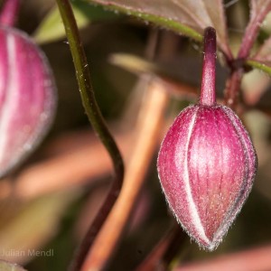 macro_flowers_14_CRW_9390