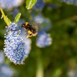 macro_flowers_15_CRW_0312