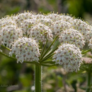 macro_flowers_16_CRW_0365