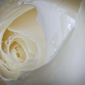 macro_flowers_17_CRW_0544