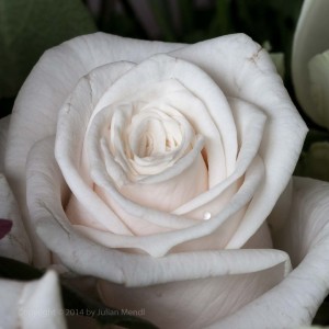 macro_flowers_18_CRW_0646