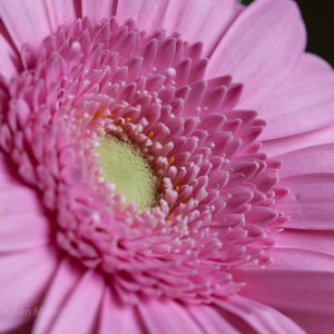 macro_flowers_19_CRW_0653