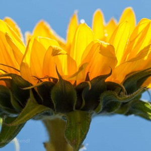 macro_flowers_1_CRW_4352
