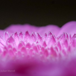 macro_flowers_20_CRW_0663