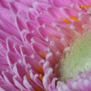 macro_flowers_21_CRW_0693