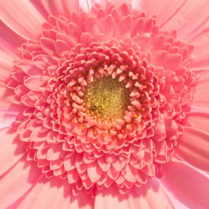 macro_flowers_22_CRW_0717