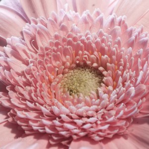 macro_flowers_23_CRW_0719