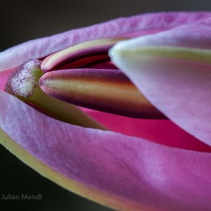 macro_flowers_24_CRW_0878