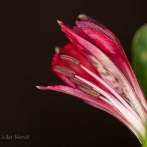 macro_flowers_25__MG_3673