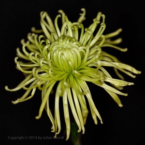 macro_flowers_26__MG_3691