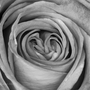 macro_flowers_28__MG_4380