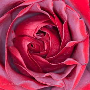 macro_flowers_29__MG_4393