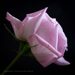 macro_flowers_2_IMG_4828