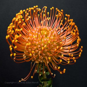 macro_flowers_30__MG_5051