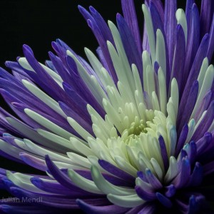 macro_flowers_31__MG_5065