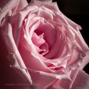 macro_flowers_32_IMG_4491