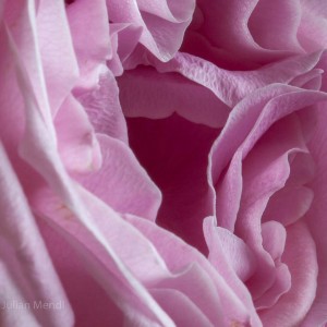 macro_flowers_33_IMG_4858