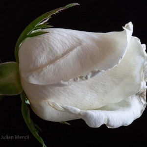 macro_flowers_34_IMG_4805