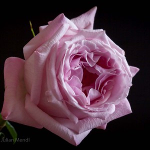 macro_flowers_35_IMG_4870